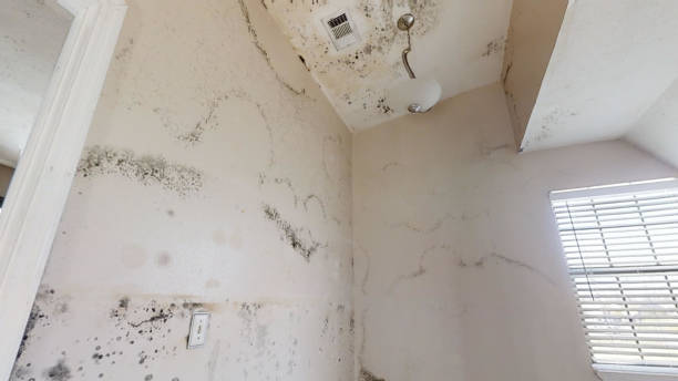 Professional Mold Removal in Deadwood, SD