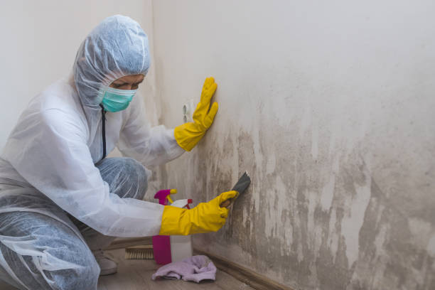 Best Mold Odor Removal Services  in Deadwood, SD