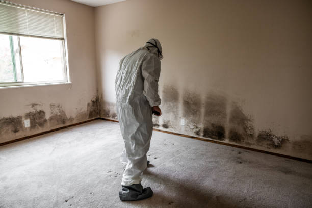 Best Mold Prevention Services  in Deadwood, SD